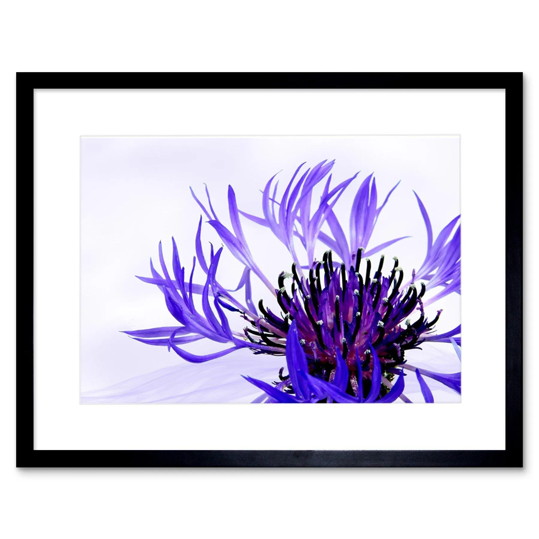 Wall Art & Pictures | Wall Art Print Purple Flower Vibrant Framed | Artery8